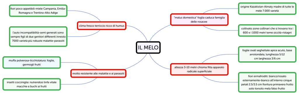 IL MELO - Brainitaly